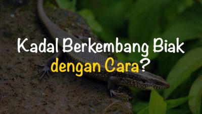 Kedelai berkembang biak dengan cara