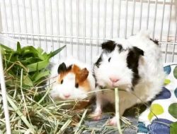 Cara Marmut Berkembang Biak: Panduan Lengkap