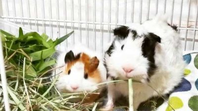 Marmut berkembang biak dengan cara