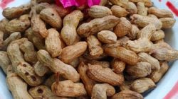 Cara Merebus Kacang Tanah: Panduan Lengkap untuk Camilan Gurih