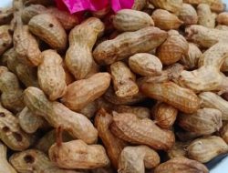 Cara Merebus Kacang Tanah: Panduan Lengkap untuk Camilan Gurih