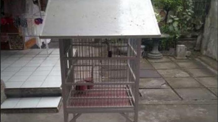 Cara membuat kandang burung beo