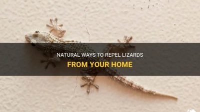 Cara mengusir biawak dari rumah