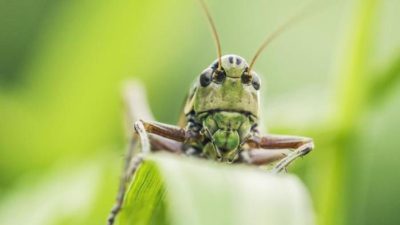 Belalang beradaptasi dengan cara