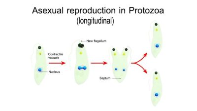 Protozoa bereproduksi dengan cara