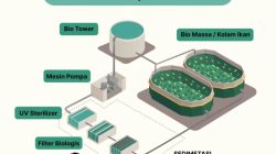 Cara Budidaya Ikan Lele yang Baik: Panduan Lengkap dari Persiapan hingga Panen