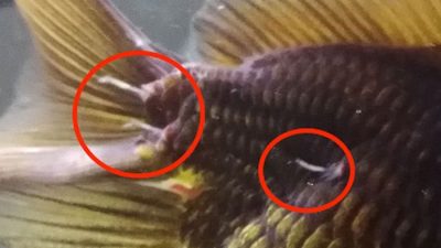 Cara menghilangkan kutu jarum pada ikan koki