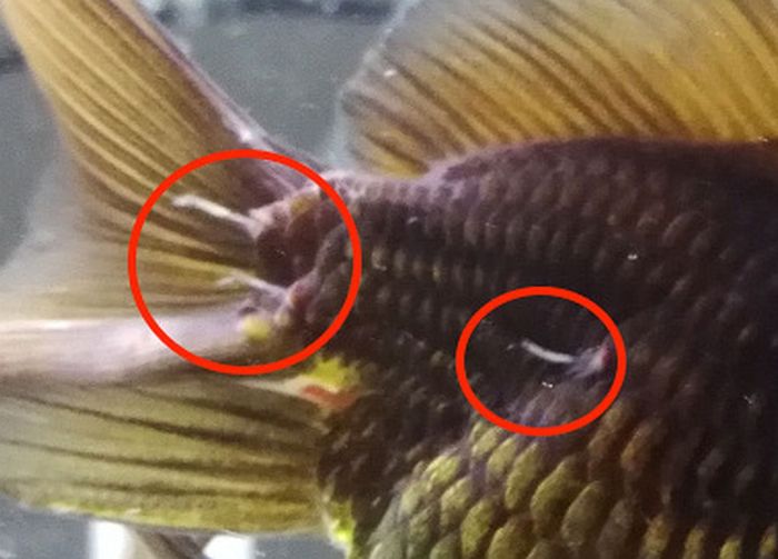 Cara menghilangkan kutu jarum pada ikan koki