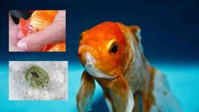 Cara menghilangkan kutu jarum pada ikan koki