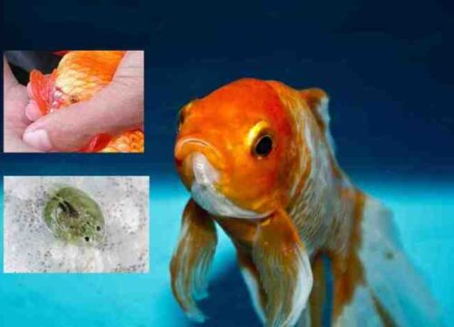 Cara Menghilangkan Kutu Jarum pada Ikan Koki: Panduan Lengkap