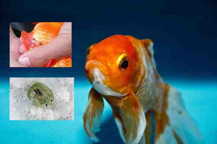Cara menghilangkan kutu jarum pada ikan koki