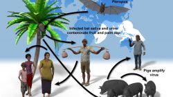 Cara penularan virus nipah