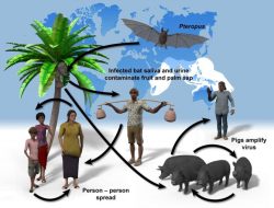 Cara Penularan Virus Nipah: Bahaya Tersembunyi