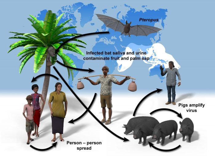 Cara penularan virus nipah