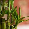 Adaptasi Hebat Bambu: Strategi Bertahan Hidup dalam Beragam Lingkungan