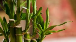 Adaptasi Hebat Bambu: Strategi Bertahan Hidup dalam Beragam Lingkungan