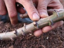 Cara Berkembang Biak Pohon Singkong: Vegetatif dan Generatif