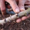 Cara Mengembangkan Biak Pohon Singkong: Panduan Lengkap
