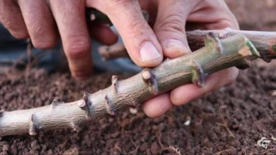 Cara Mengembangkan Biak Pohon Singkong: Panduan Lengkap