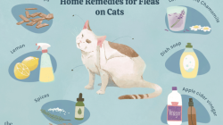 Cara basmi kutu kucing di rumah