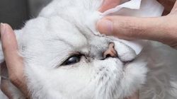 Cara Mengobati Mata Anak Kucing yang Belekan: Panduan Lengkap