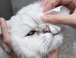 Cara Mengobati Mata Anak Kucing yang Belekan: Panduan Lengkap