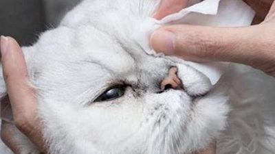 Cara mengobati mata anak kucing yang belekan