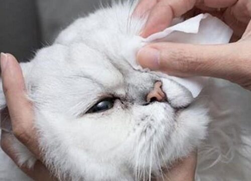 Cara Mengobati Mata Anak Kucing yang Belekan: Panduan Lengkap