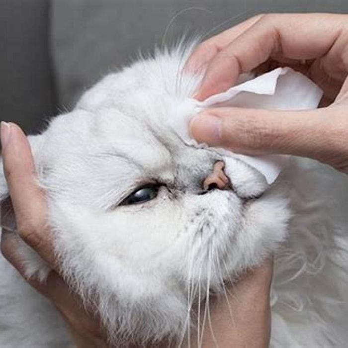 Cara mengobati mata anak kucing yang belekan