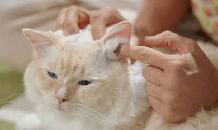 Cara membersihkan telinga kucing dengan cotton bud