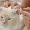 Cara Aman Bersihkan Telinga Kucing Pakai Cotton Bud