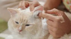 Cara Aman Bersihkan Telinga Kucing Pakai Cotton Bud