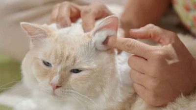 Cara membersihkan telinga kucing dengan cotton bud