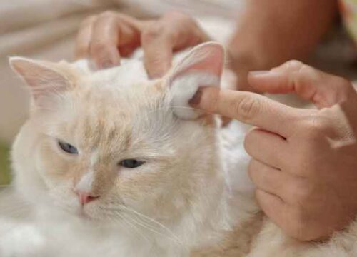 Cara Aman Bersihkan Telinga Kucing Pakai Cotton Bud