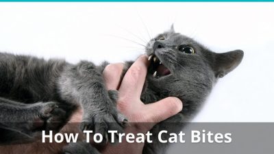 Cara mengobati jika digigit tomcat