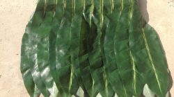 Membuat Rok Unik dari Daun Nangka: Panduan Kreatif