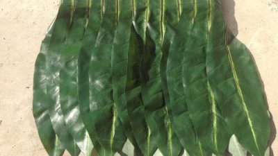 Cara membuat rok dari daun nangka