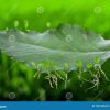 Cara Perkembangbiakan Daun Jeruk: Generatif dan Vegetatif