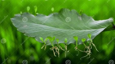 Daun jeruk berkembang biak dengan cara