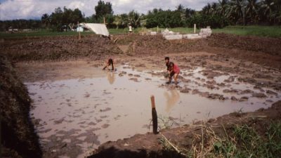 Cara Budidaya Ikan Lele yang Optimal