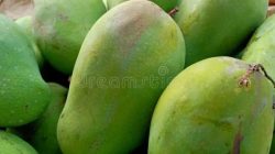 Cara memilih mangga harum manis