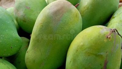 Cara Memilih Mangga Harum Manis: Panduan Lengkap