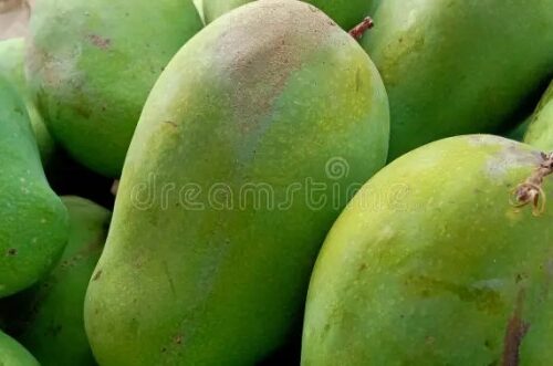 Cara Memilih Mangga Harum Manis: Panduan Lengkap