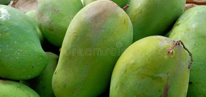 Cara memilih mangga harum manis