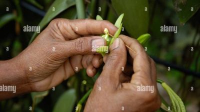 Cara Manusia Membantu Penyerbukan Tanaman Vanili