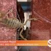 Usir Kalajengking dari Rumah: Tips dan Trik