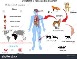 Cara Penularan Rabies dari Manusia ke Manusia: Ancaman Nyata
