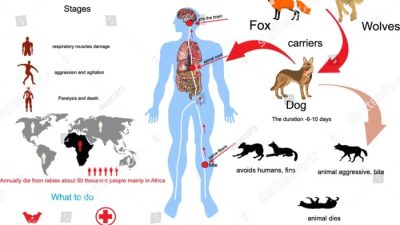 Cara Penularan Rabies dari Manusia ke Manusia: Ancaman Nyata