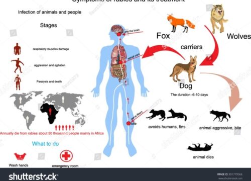 Cara Penularan Rabies dari Manusia ke Manusia: Ancaman Nyata