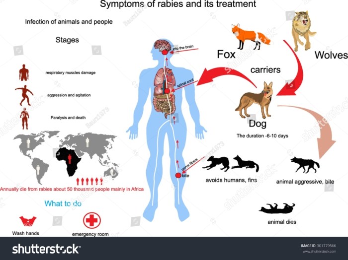 Cara penularan rabies dari manusia ke manusia
